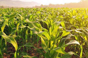 Sulfato De Amônio: Na Agricultura Entenda As Vantagens Desse Fertilizante