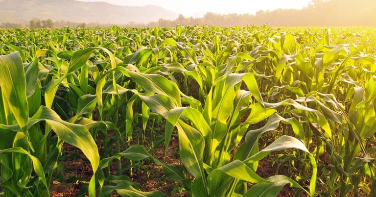 Sulfato De Amônio: Na Agricultura Entenda As Vantagens Desse Fertilizante