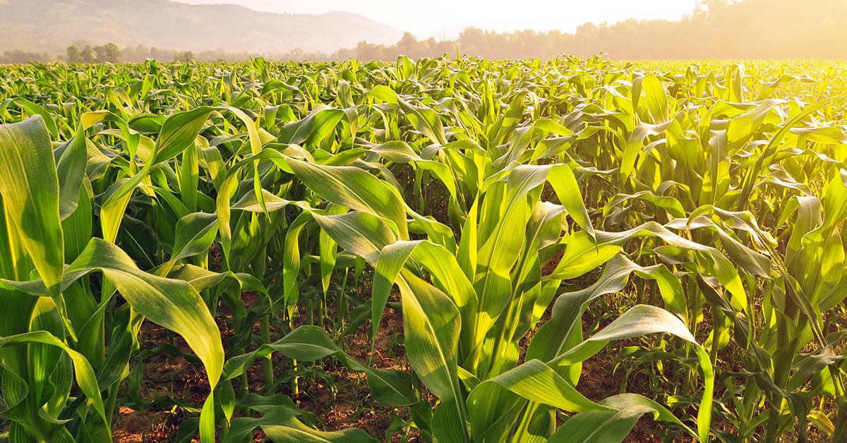 Sulfato de amônio: na agricultura entenda as vantagens desse fertilizante