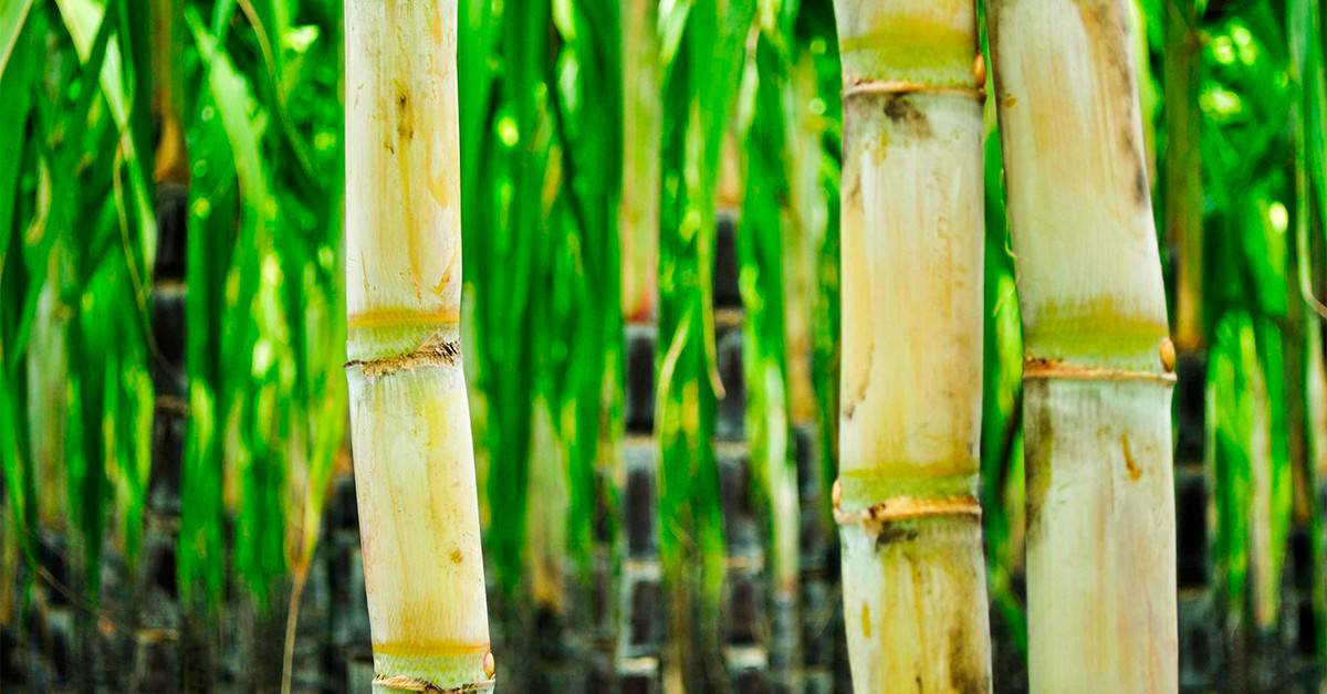 Agricultor de sucesso de Jardinópolis – SP conta como o K Forte® e o BAKS® ajudaram a melhorar o manejo e a produtividade
