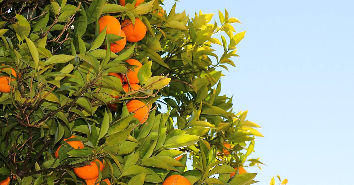 Agricultores que cultivam frutas em todo o Brasil contam suas experiências positivas com o K Forte® e o BAKS®