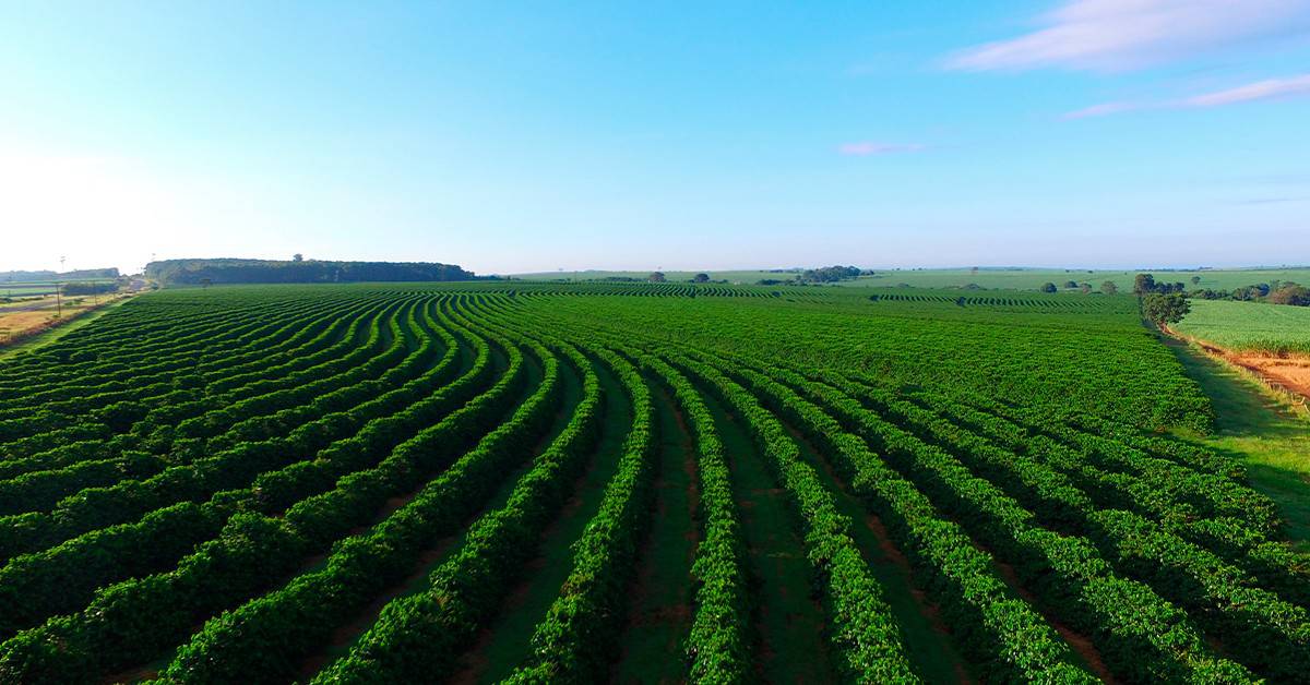 Desempenho excepcional. recorde de receita em exportações do agronegócio para julho é destaque nas notícias agrícolas