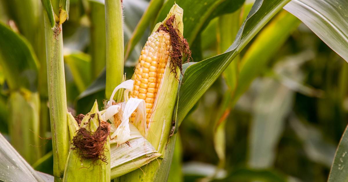 Veja Os Textos Publicados No Blog Da Verde Agritech Na Semana Do Dia 21/08 A 25/08! - Entenda Os Efeitos Do El Nino Na Cultura Do Milho E Como Se Prevenir