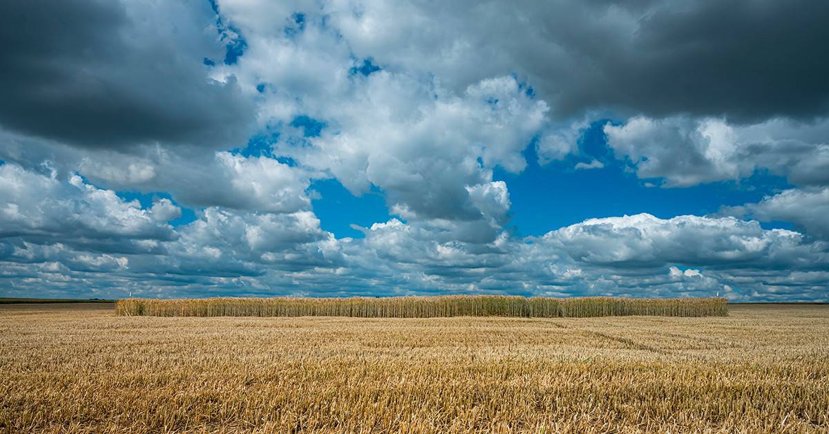 Notícias agrícolas: Centro-Sul aguarda chuvas apenas na segunda semana de agosto