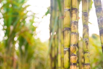 Notícias Agrícolas: Agricultura Brasileira Alcança Novos Patamares Na Exportação De Açúcar Em Agosto