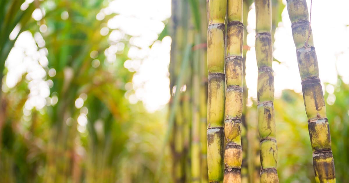 Notícias agrícolas: agricultura brasileira alcança novos patamares na exportação de açúcar em agosto