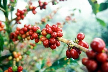 Veja Como Cafeicultores De Todo O Brasil Melhoraram A Qualidade Da Bebida Do Café Com O Uso Do K Forte®