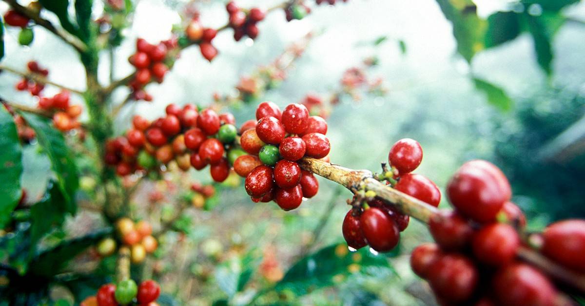 Veja como cafeicultores de todo o Brasil melhoraram a qualidade da bebida do café com o uso do K Forte®