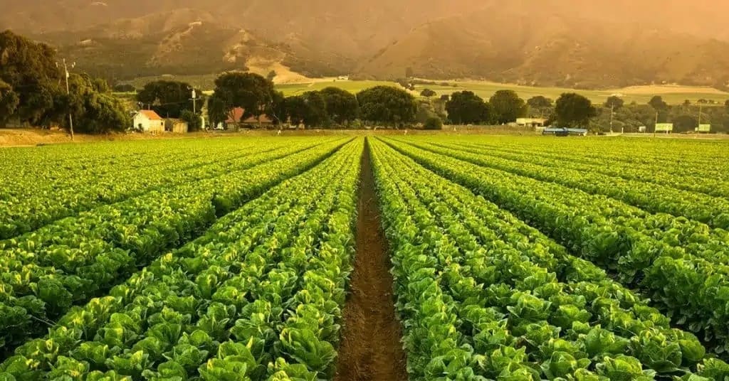 Veja como o K Forte® ajudou agricultor de Pedrinópolis - MG a melhorar o manejo agrícola