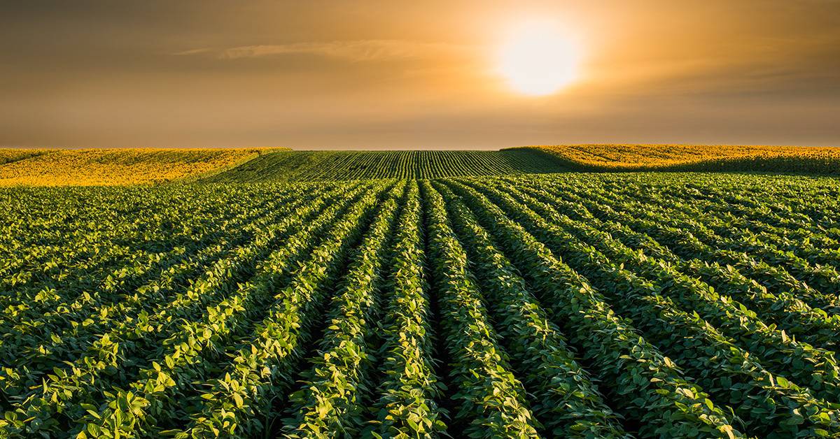 Veja o que agricultores de sucesso do Brasil contam sobre as melhorias que o uso do K Forte® e do BAKS® trouxe para o manejo
