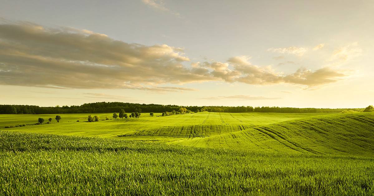 Veja o que agricultores e consultores de sucesso do Brasil relatam sobre o papel do BAKS® na melhoria do manejo