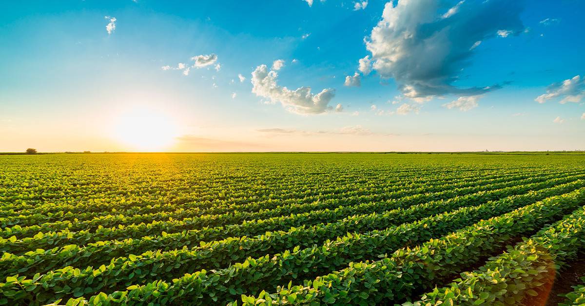 Veja os textos publicados no Blog da Verde Agritech na semana do dia 21/08 a 25/08! - Veja os textos publicados no Blog da Verde Agritech na semana do dia 21 08 a 25 08