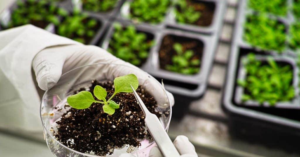 Biotecnologia na agricultura: quais são as vantagens do uso dessa ...