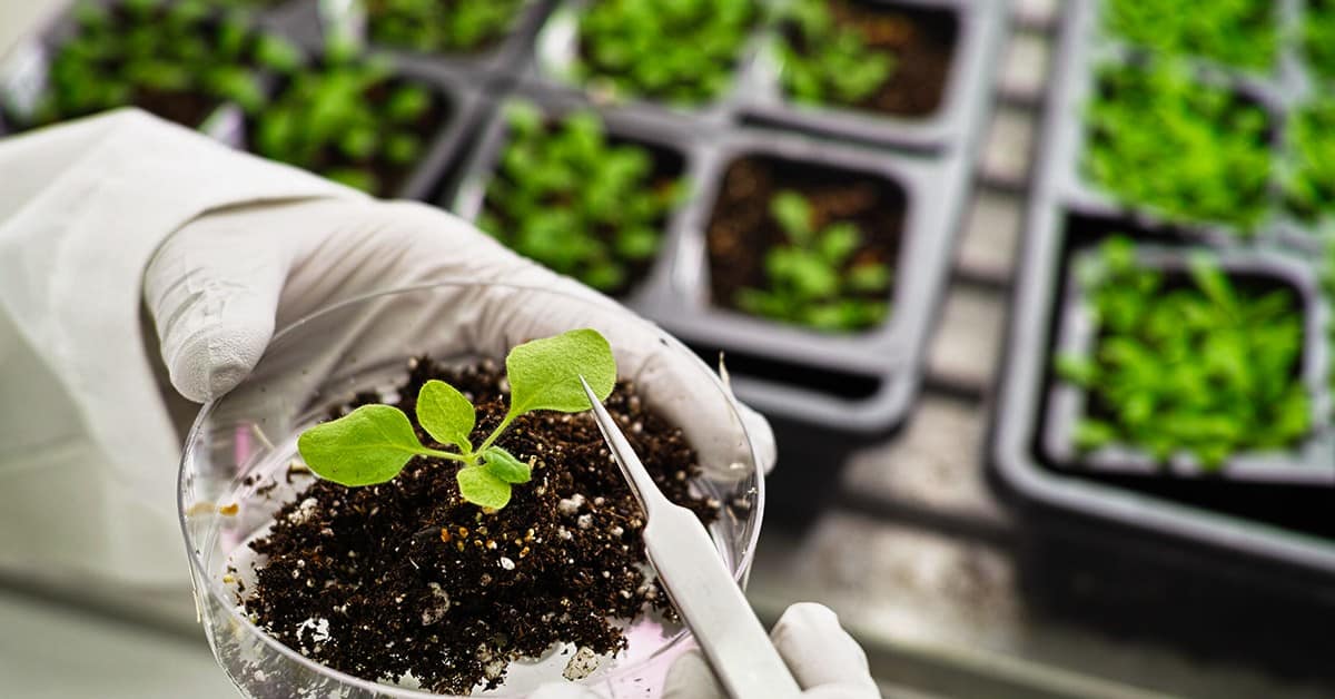 Biotecnologia na agricultura: quais são as vantagens do uso dessa tecnologia?