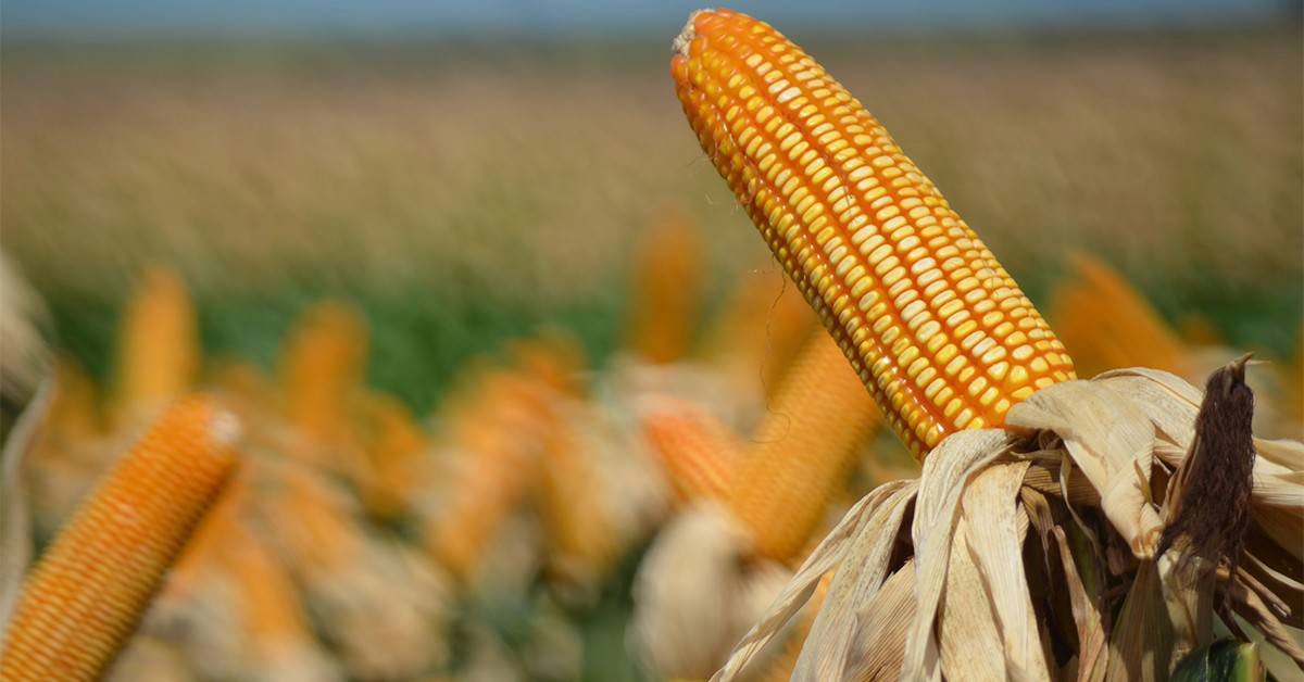 Atividades agrícolas dos Estados Unidos