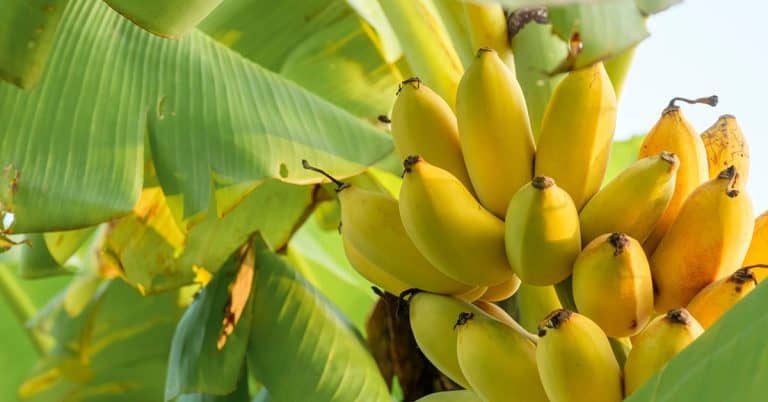 Como As Variações No Clima Podem Afetar A Produtividade Da Banana?