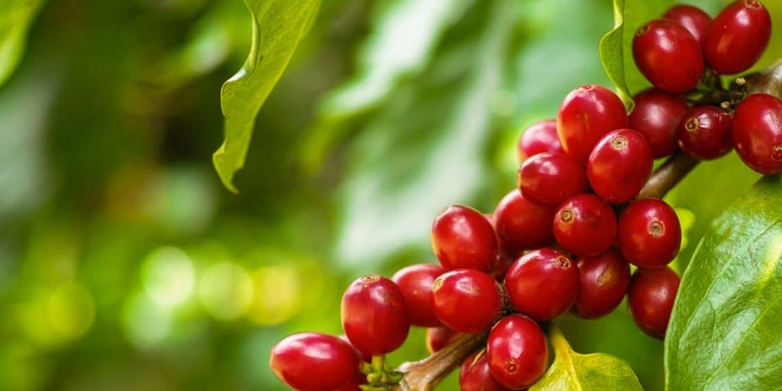 Como O Clima Pode Afetar A Pegada Da Florada Do Café E Comprometer A Produtividade Da Safra?