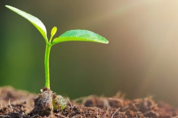Entenda Por Que A Escolha De Fertilizantes Pode Afetar A Eficiência Dos Bioinsumos