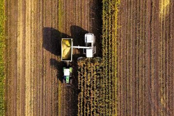 Notícias Agrícolas: Colheita De Milho Alcança 65,6% No Estado Do Mato Grosso Do Sul