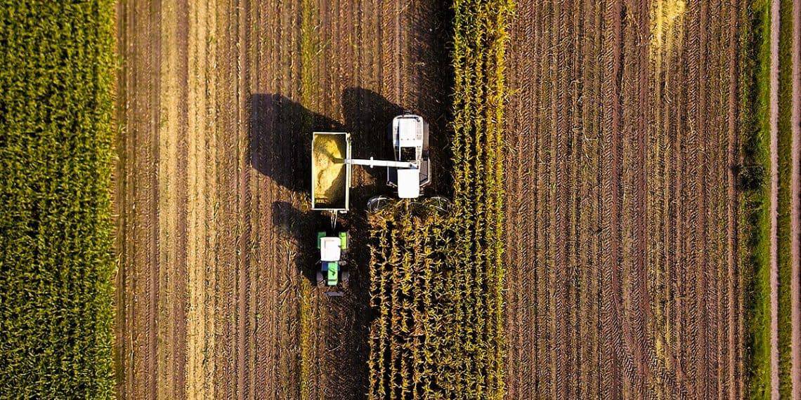 Notícias Agrícolas: Colheita De Milho Alcança 65,6% No Estado Do Mato Grosso Do Sul