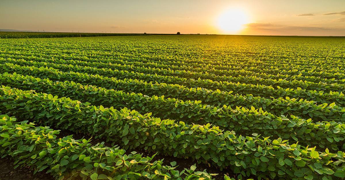 Veja como o K Forte® foi uma solução nutricional que trouxe melhores resultados para agricultores de sucesso no cultivo de grãos