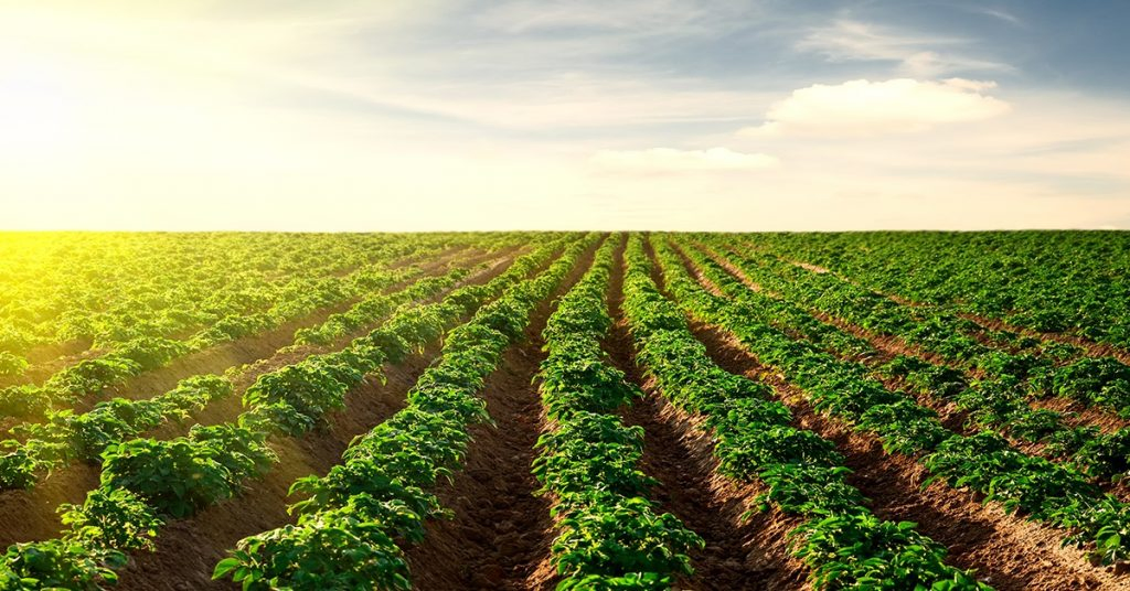 Veja os textos publicados no Blog da Verde Agritech na semana do dia 04-09 a 07-09