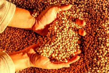 Brasil E Argentina Devem Definir Os Rumos Do Mercado De Soja E São Destaque Nas Notícias Agrícolas