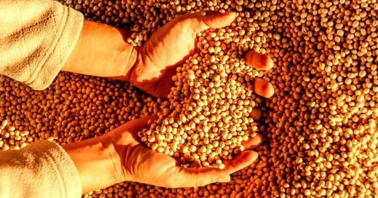 Brasil E Argentina Devem Definir Os Rumos Do Mercado De Soja E São Destaque Nas Notícias Agrícolas