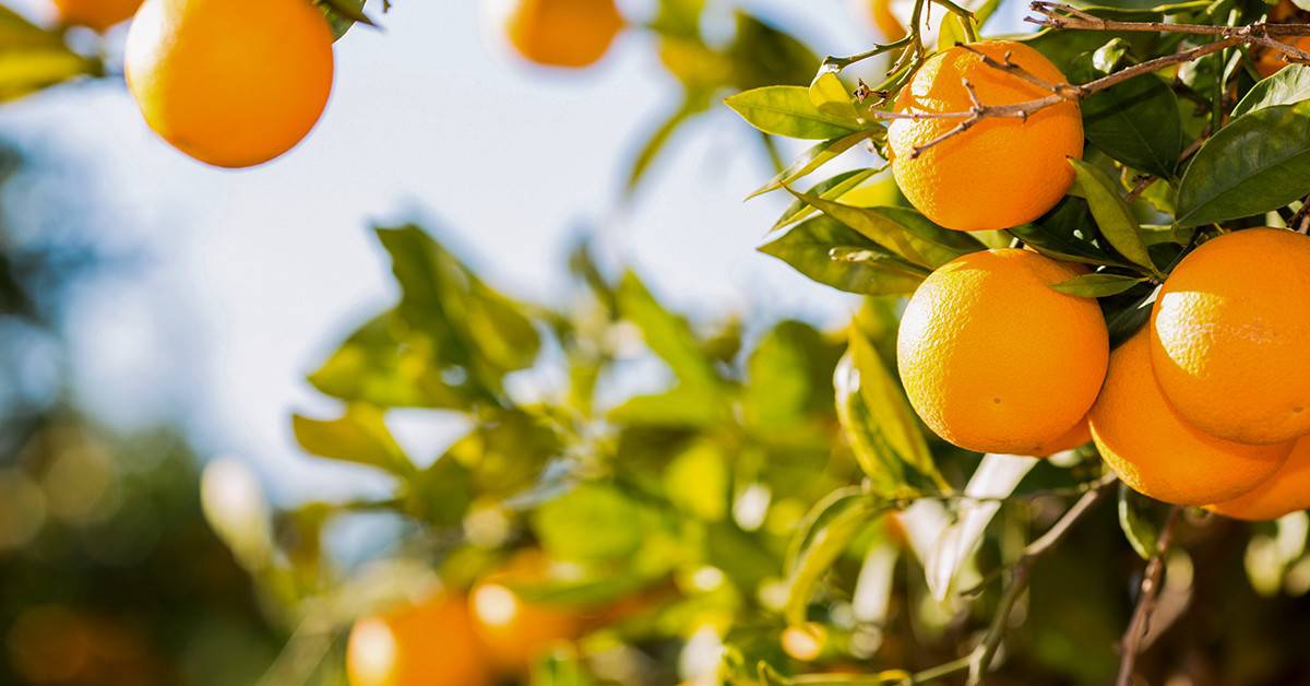 Descubra 3 benefícios do fósforo em citros