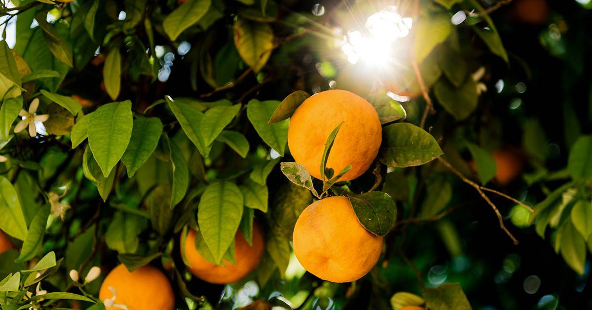 Descubra quais são os efeitos da toxicidade de cobre nos citros e como evitá-los