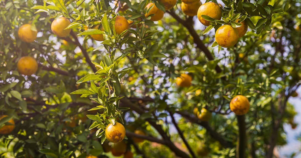 Entenda como a praga dos percevejos afeta a cultura dos citros