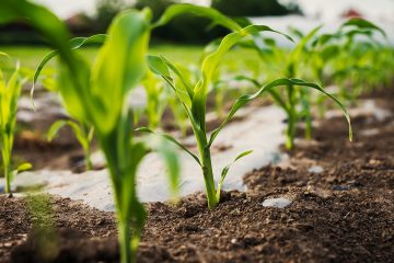 Notícias Agrícolas: Compras De Sementes Milho Para A Safrinha 2024 Estão 42%, Preocupando Agricultores