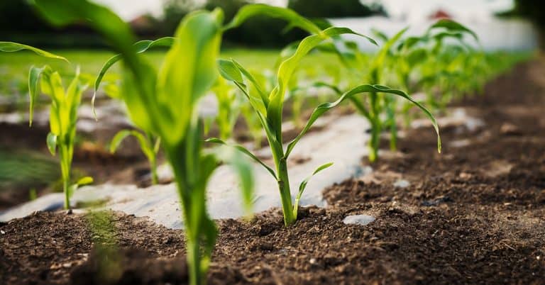 Notícias Agrícolas: Compras De Sementes Milho Para A Safrinha 2024 Estão 42%, Preocupando Agricultores