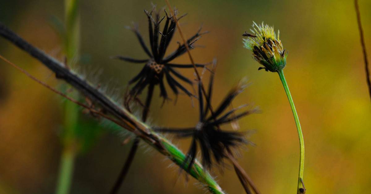 Picão-preto no café: como esta planta daninha afeta o cafeeiro?