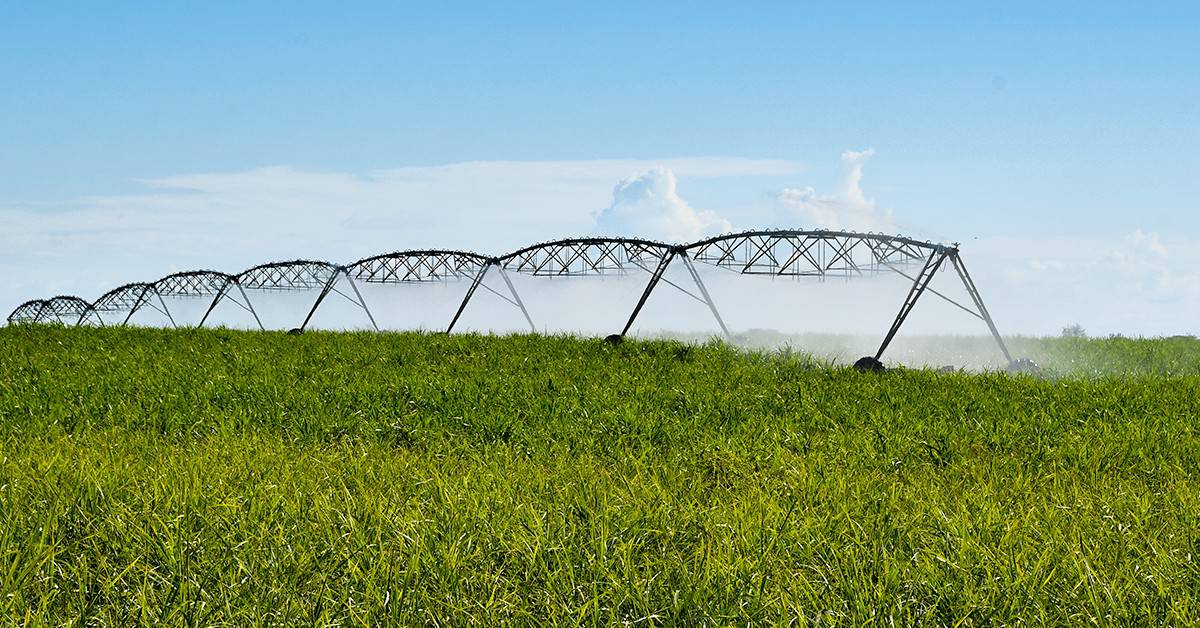Por Que Fazer Uma Boa Irrigação Na Cana-De-Açúcar É Importante?