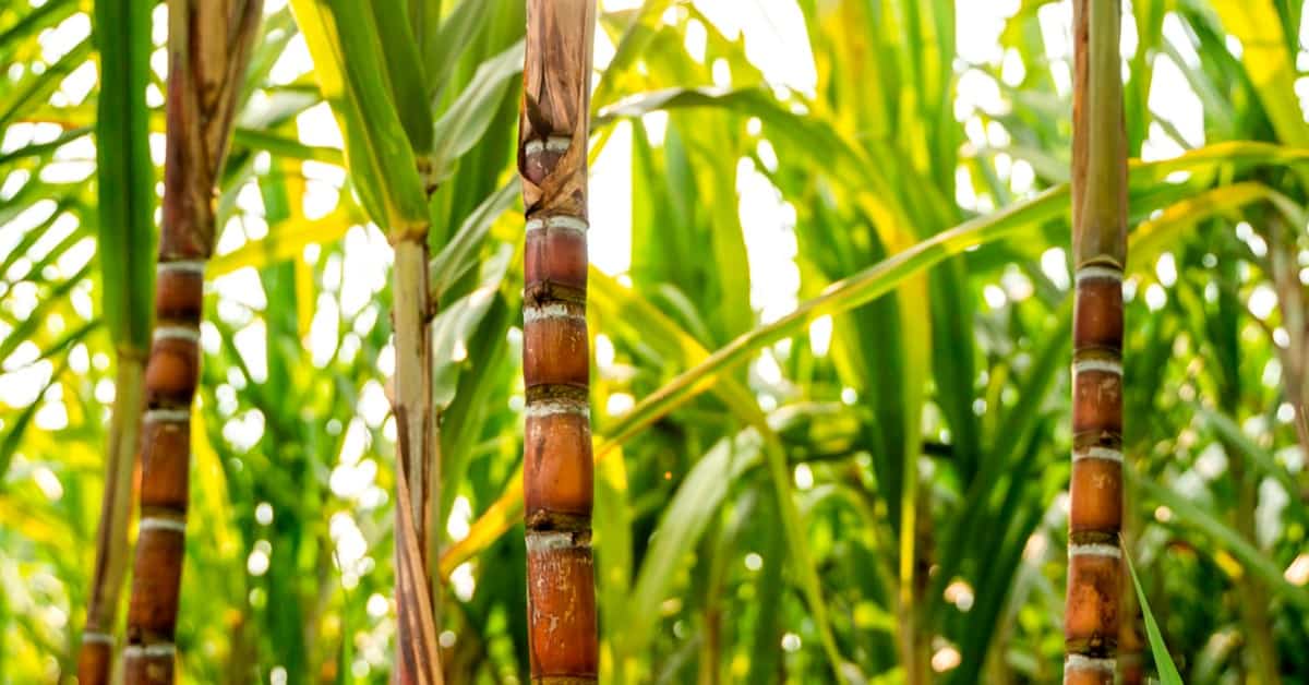 Por que o K Forte® é um fertilizante que ajuda a melhorar a produtividade da cana?