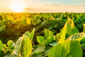 Safra De Verão: Quais Os Desafios Para Comprar Fertilizantes À Pronta-Entrega?