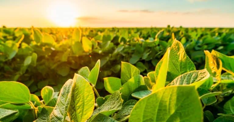 Safra De Verão: Quais Os Desafios Para Comprar Fertilizantes À Pronta-Entrega?