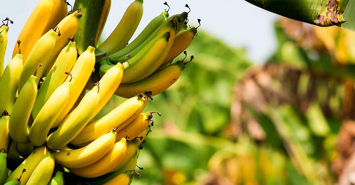 Agricultor de sucesso de Minas Gerais fala sobre como o KFORTE® trouxe melhores resultados para o manejo