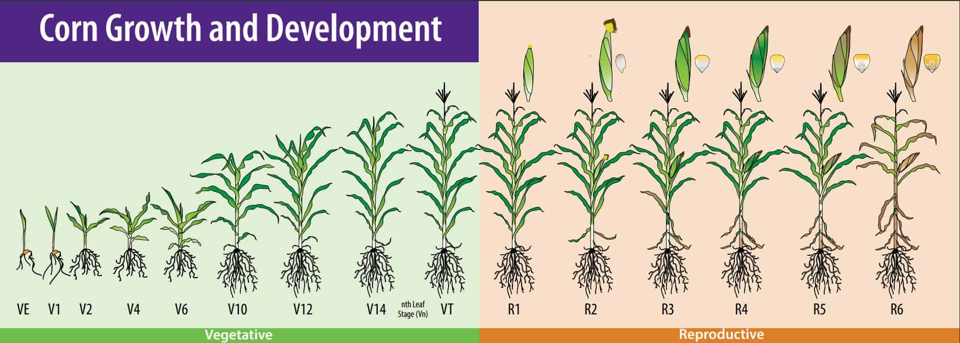 As diferentes etapas de desenvolvimento do milho
