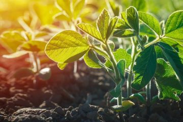 Lavoura De Soja: Entenda A Importância Do Uso De Fertilizantes