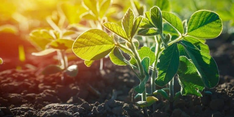Lavoura De Soja: Entenda A Importância Do Uso De Fertilizantes