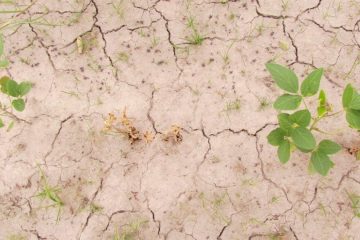 Notícias Agrícolas: Previsões Indicam Condições Climáticas Desafiadoras Para As Principais Regiões Produtoras De Soja