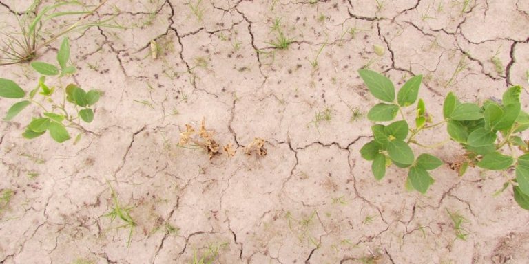 Notícias Agrícolas: Previsões Indicam Condições Climáticas Desafiadoras Para As Principais Regiões Produtoras De Soja