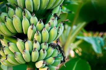 O Que A Deficiência De Cobre Na Banana Causa E Como Evitá-La