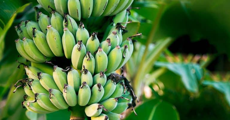 O Que A Deficiência De Cobre Na Banana Causa E Como Evitá-La