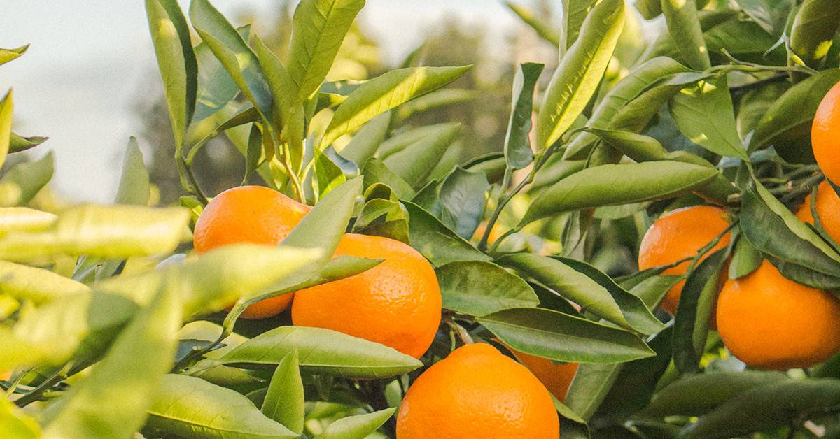 Agricultor de sucesso de Araxá - MG conta como o K Forte® foi importante para o bom manejo da lavoura