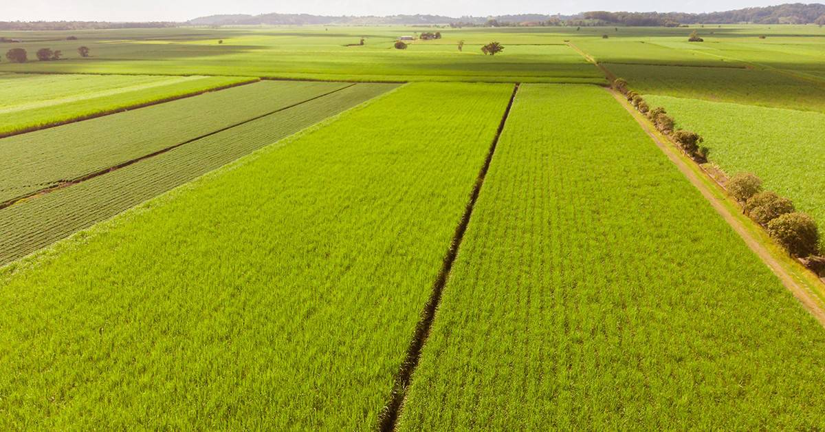 Veja os textos publicados no Blog da Verde Agritech na semana do dia 04-12 a 08-12!