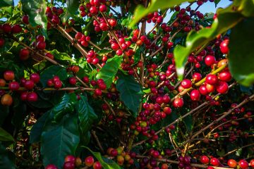 Plantio De Café: Veja Como Aumentar A Produtividade Desse Cultivo
