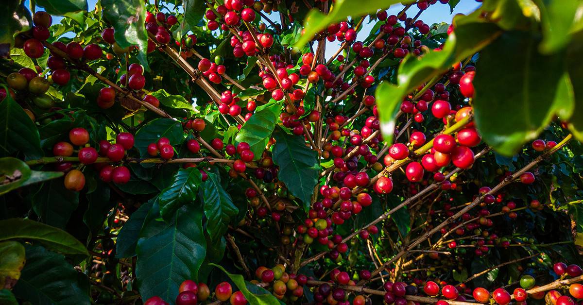 Plantio De Café: Veja Como Aumentar A Produtividade Desse Cultivo